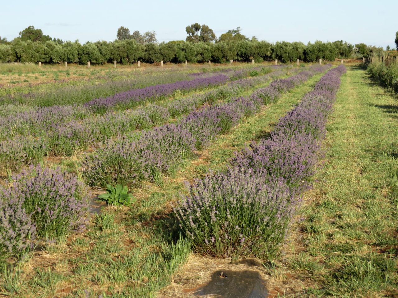 Wonderful Off-Grid Tiny House on Working Farm in Lake Boga, Australia