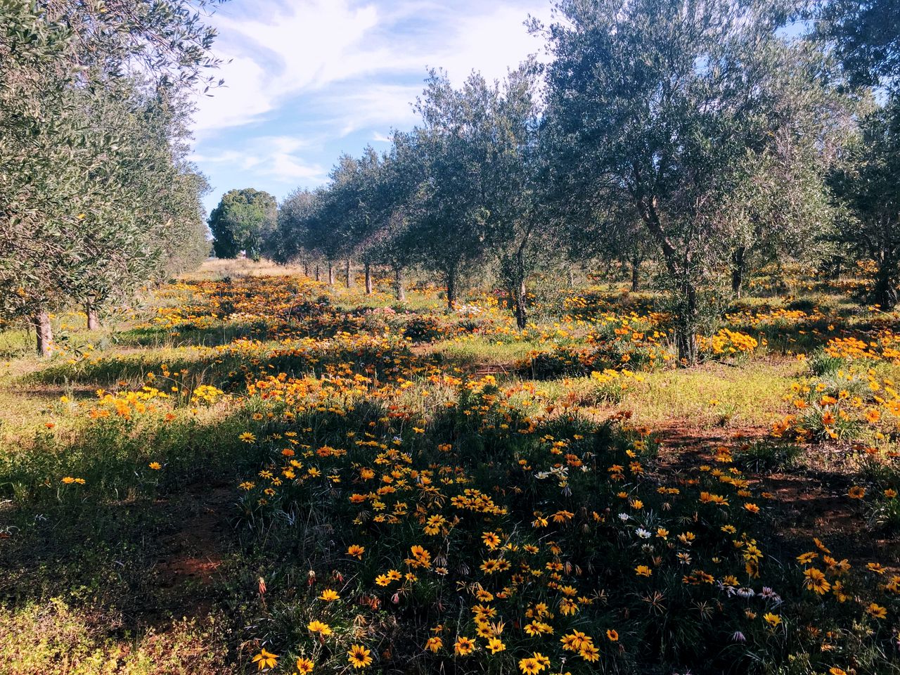 Wonderful Off-Grid Tiny House on Working Farm in Lake Boga, Australia