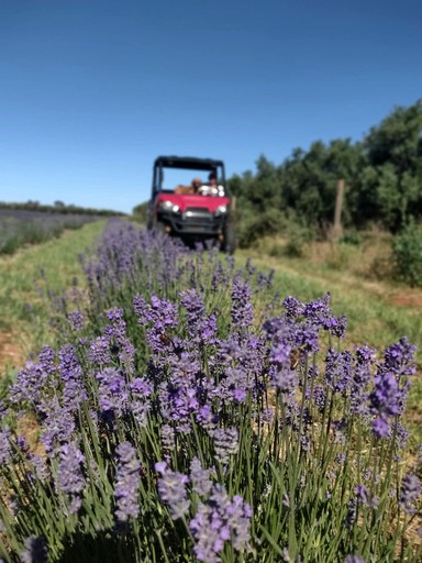 Vacation Rentals (Australia, Lake Boga, Victoria)