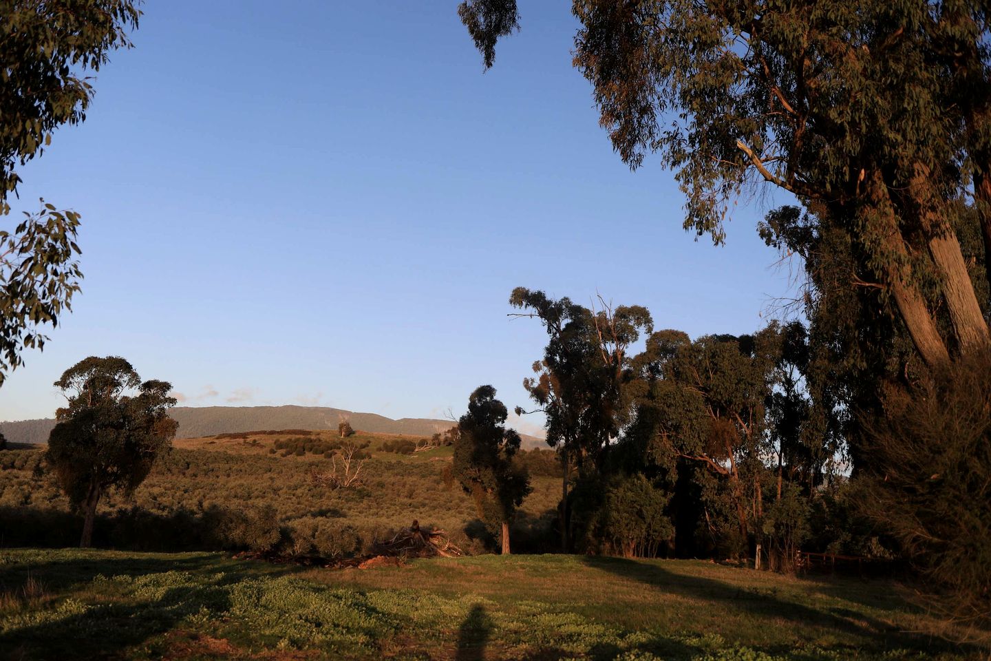 Eco-Friendly Tiny House in an Olive Grove on a Sustainable Organic Olive Farm for a Peaceful Outdoor Experience in Taggerty, Victoria