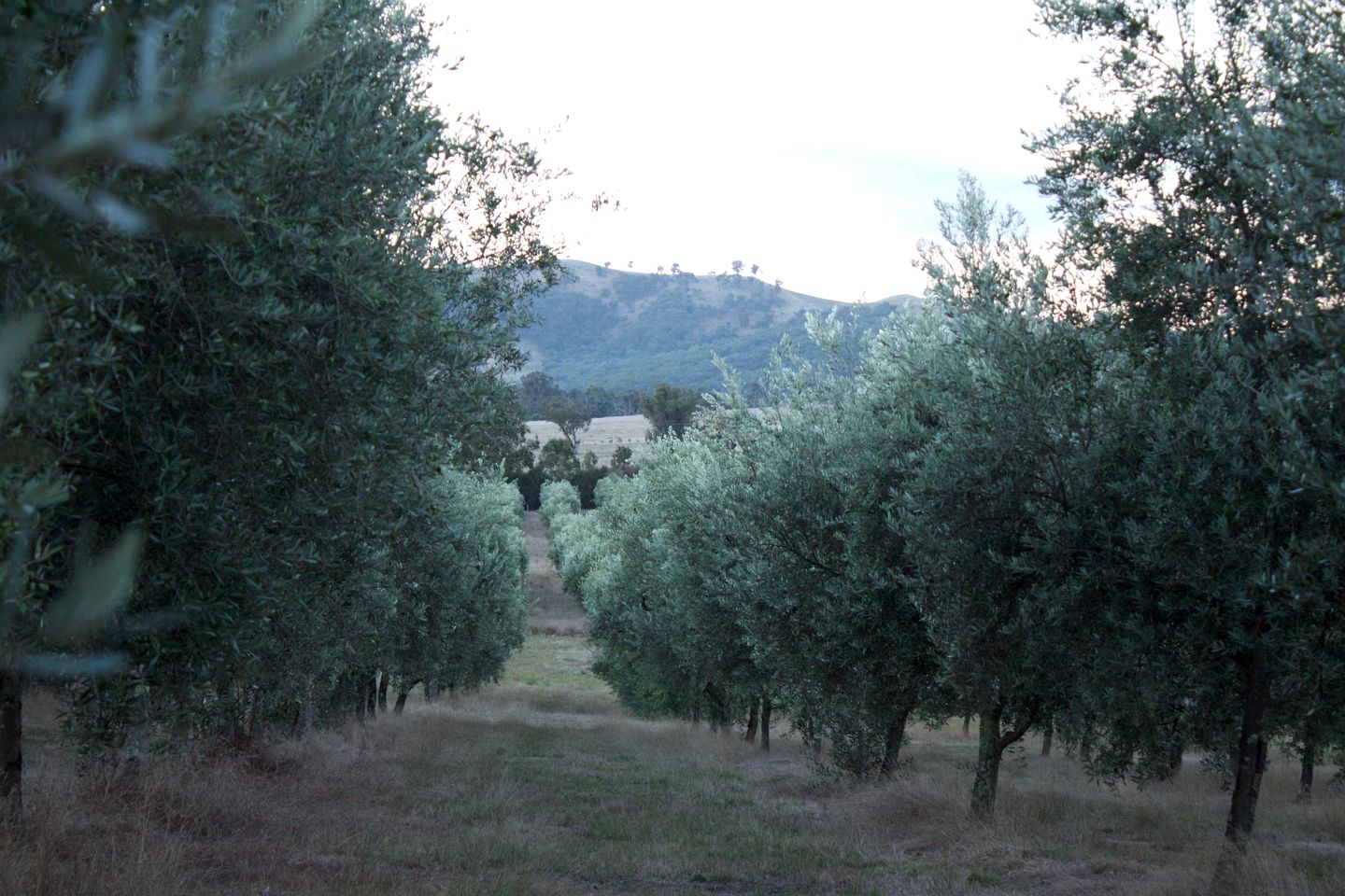 Eco-Friendly Tiny House in an Olive Grove on a Sustainable Organic Olive Farm for a Peaceful Outdoor Experience in Taggerty, Victoria
