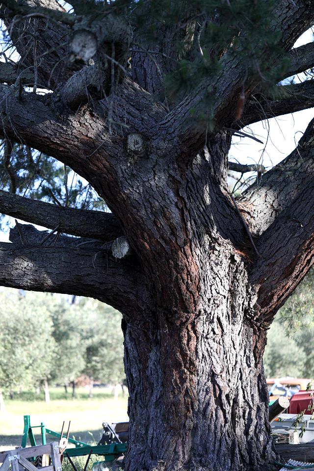 Eco-Friendly Tiny House in an Olive Grove on a Sustainable Organic Olive Farm for a Peaceful Outdoor Experience in Taggerty, Victoria