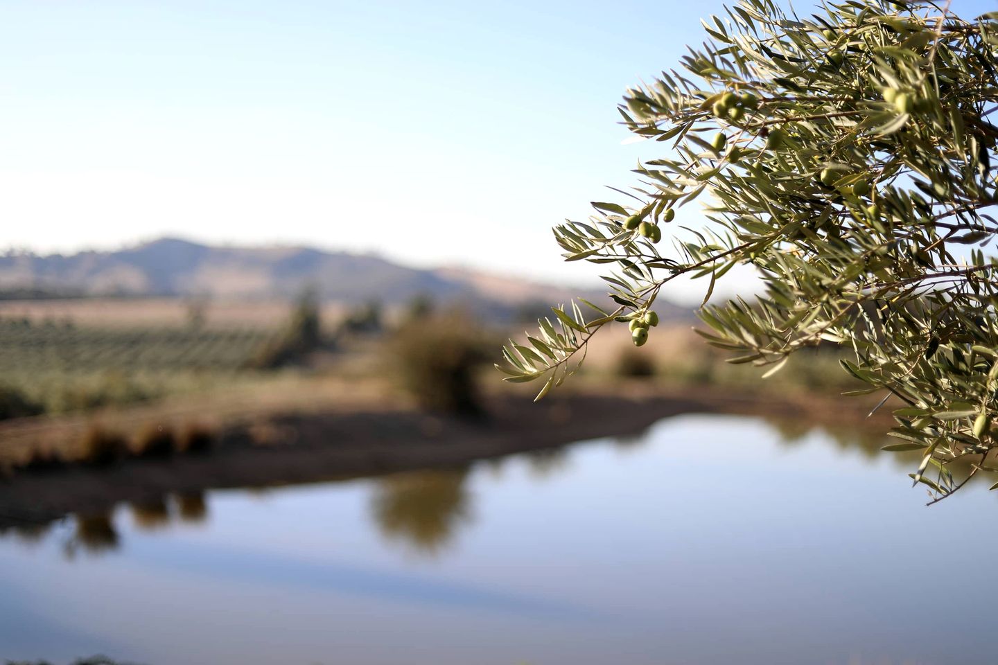 Eco-Friendly Tiny House in an Olive Grove on a Sustainable Organic Olive Farm for a Peaceful Outdoor Experience in Taggerty, Victoria
