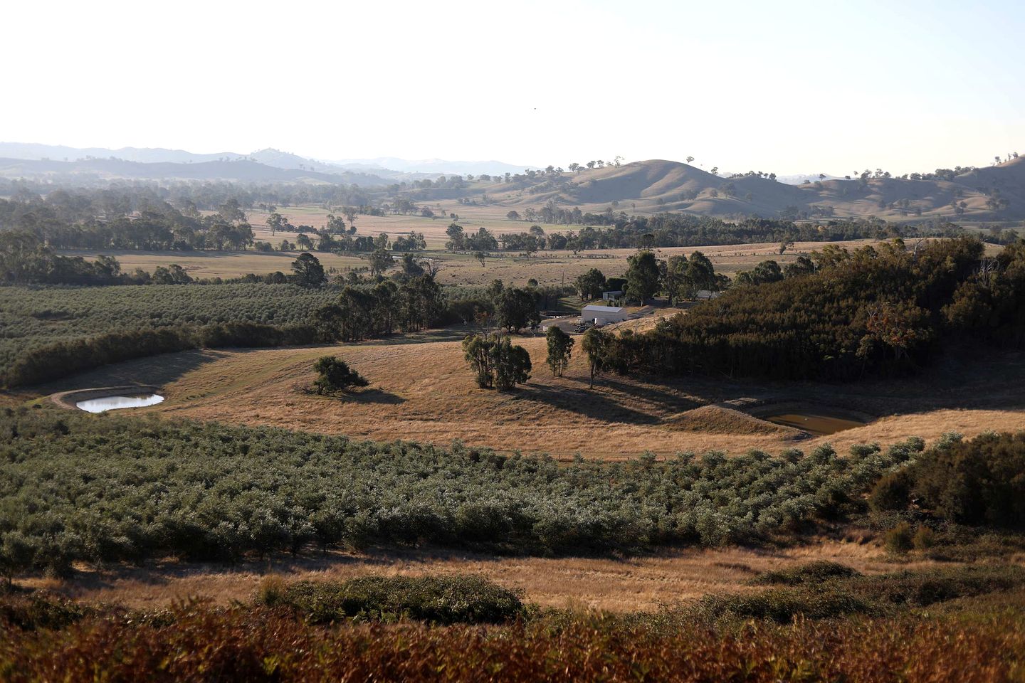 Eco-Friendly Tiny House in an Olive Grove on a Sustainable Organic Olive Farm for a Peaceful Outdoor Experience in Taggerty, Victoria