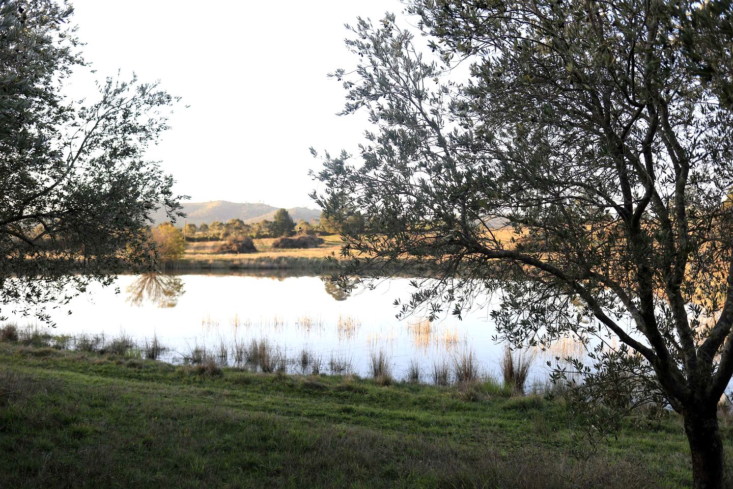 Eco-Friendly Tiny House in an Olive Grove on a Sustainable Organic Olive Farm for a Peaceful Outdoor Experience in Taggerty, Victoria