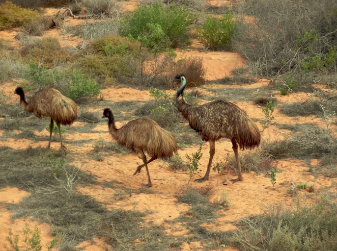 Nature Lodges (Shark Bay, Western Australia, Australia)