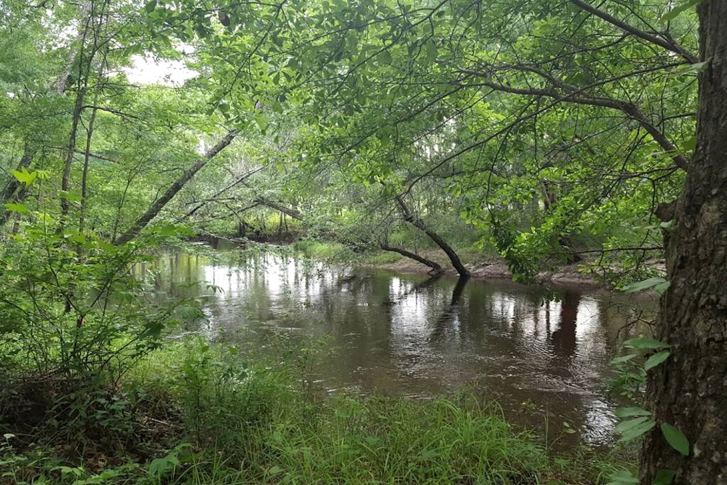 Georgia's Coziest Riverside Retreat: Cabin Adventure in Claxton