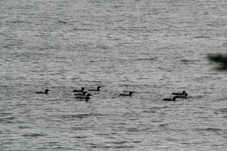 Cabins (Nevis, Minnesota, United States)