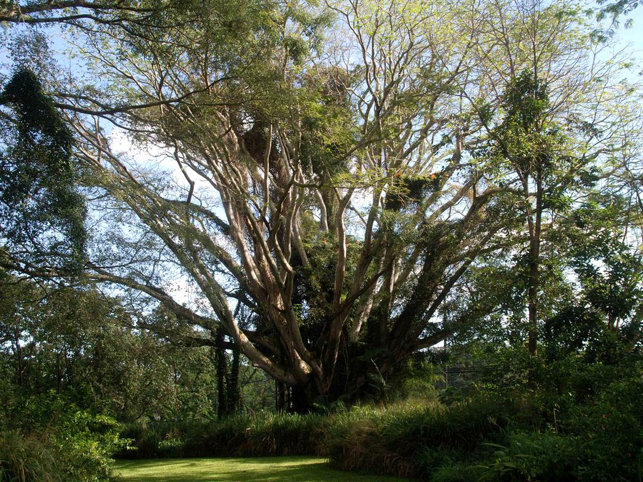 Historic Villa Rental with Amazing Tropical Gardens in Keaau, Hawaii