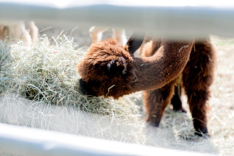 Domes (Canada, Marmora, Ontario)