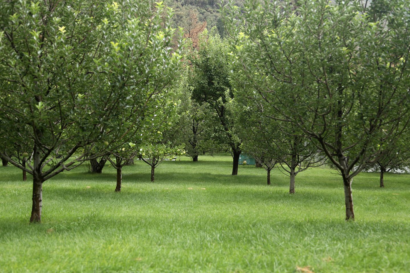 Orchard-Encircled Cabins with Breakfast and Dinner Included, Arizona