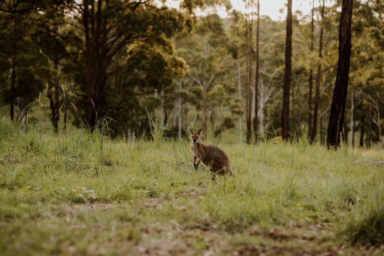 Tiny Houses (Australia, Possum Brush, New South Wales)