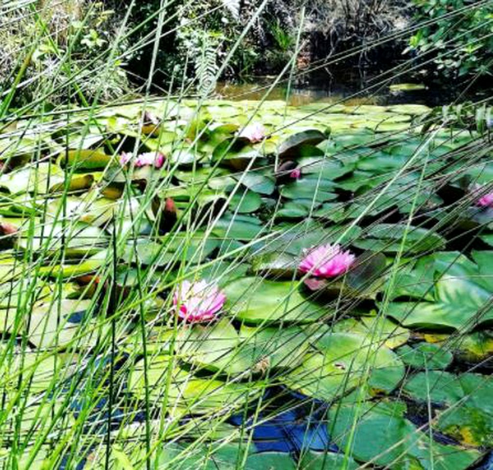 Peaceful Cottage for Two in Stunning Gardens near Cathedral Cove, North Island