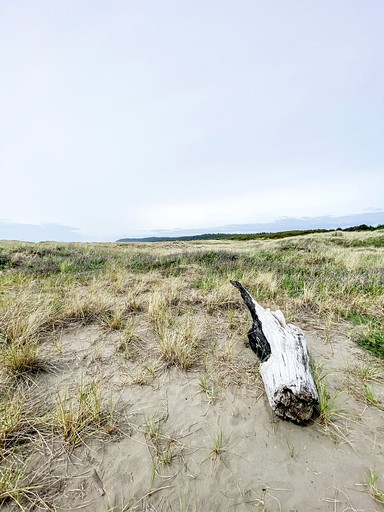 Cabins (Copalis Beach, Washington, United States)