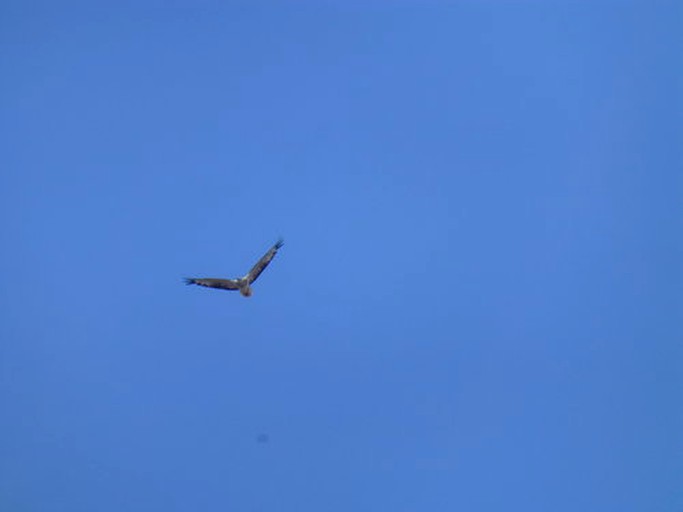 Cottages (Flinders Island, Tasmania, Australia)