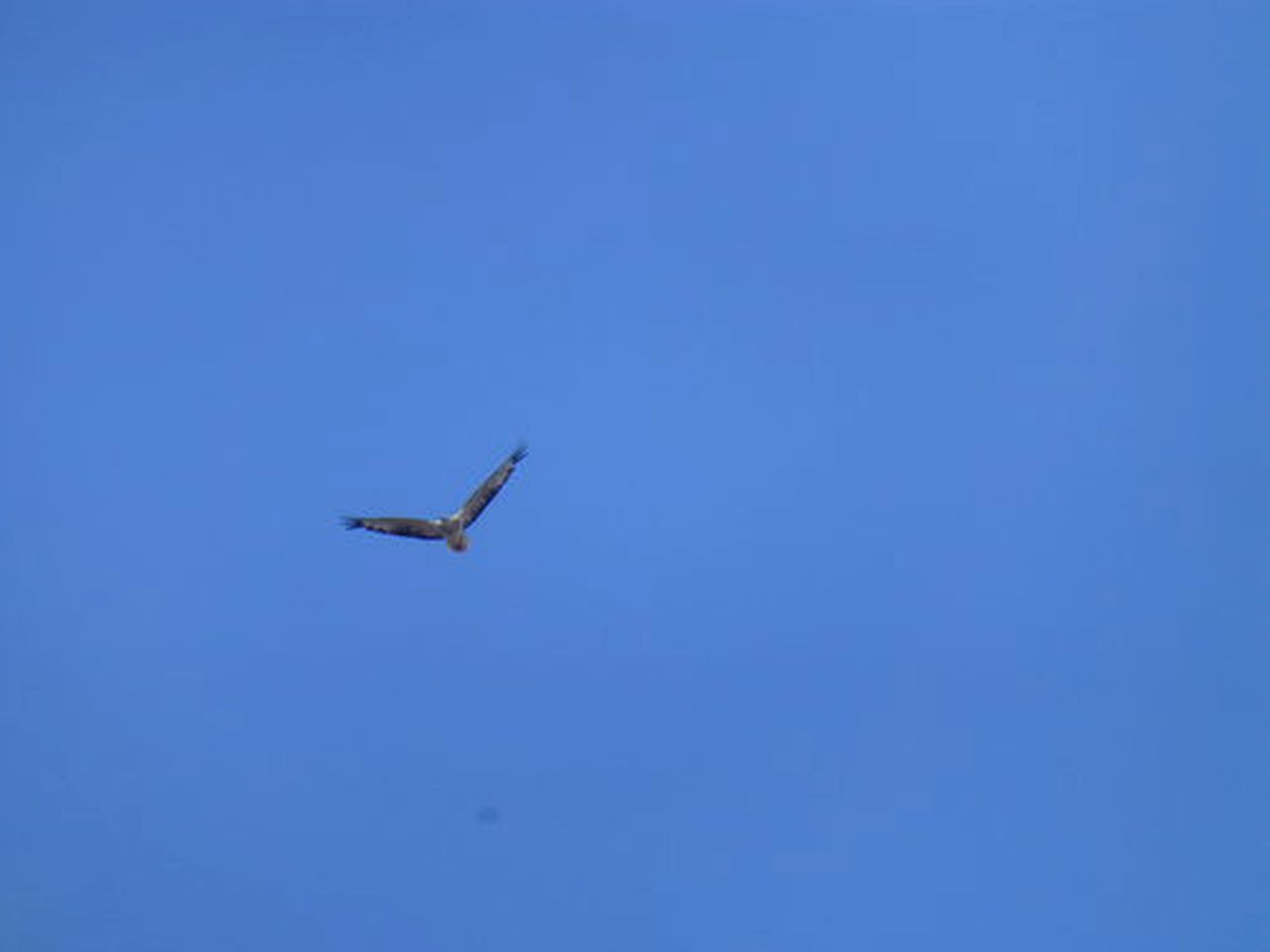 Secluded Cottage Rental near Palana Beach on Flinders Island, Tasmania