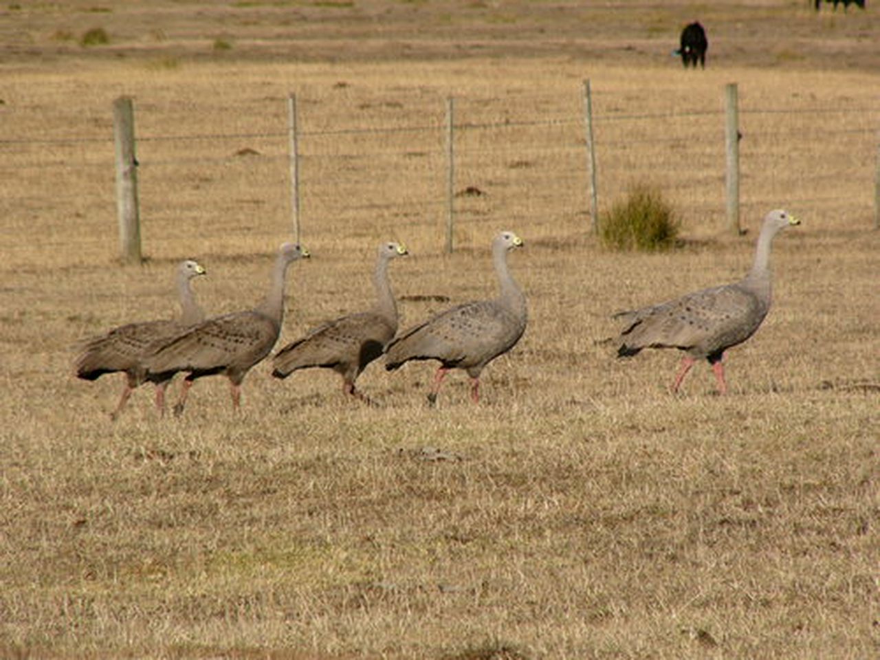 Secluded Cottage Rental near Palana Beach on Flinders Island, Tasmania