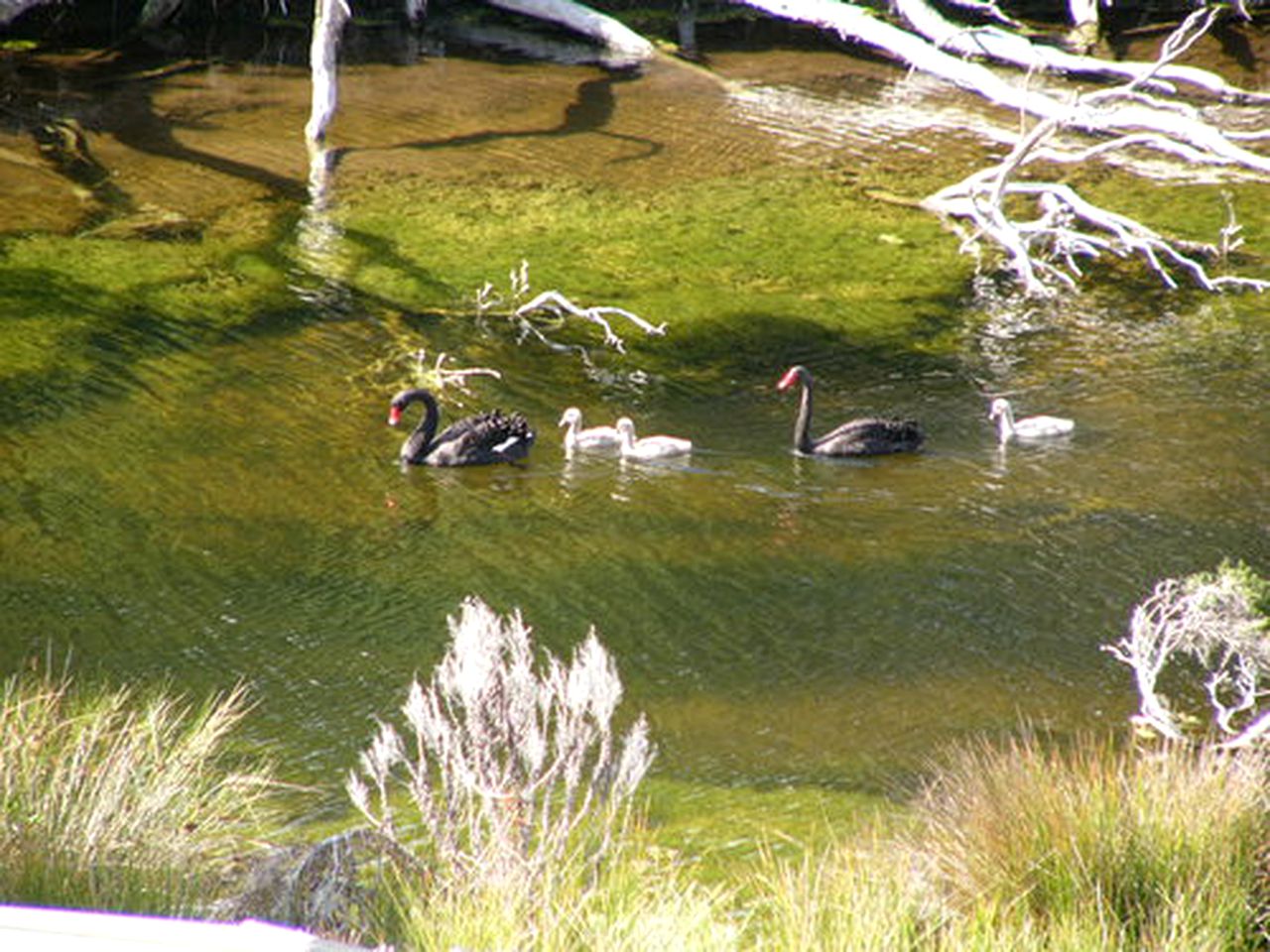 Secluded Cottage Rental near Palana Beach on Flinders Island, Tasmania