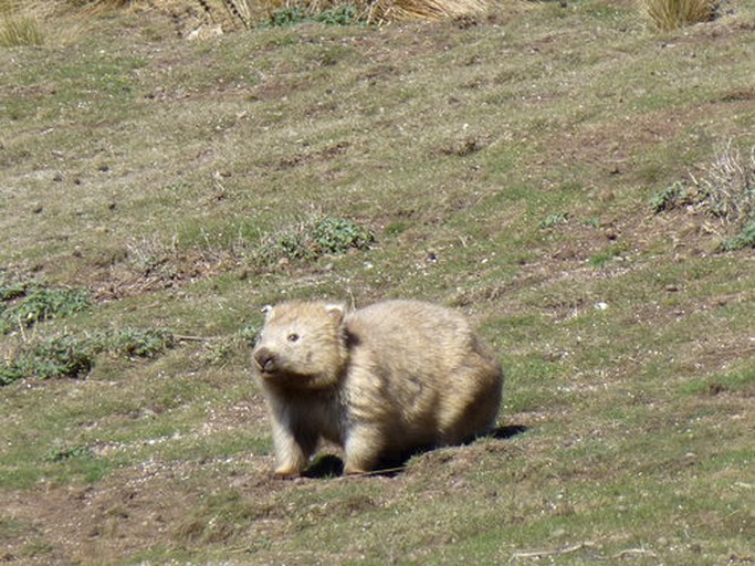Cottages (Flinders Island, Tasmania, Australia)
