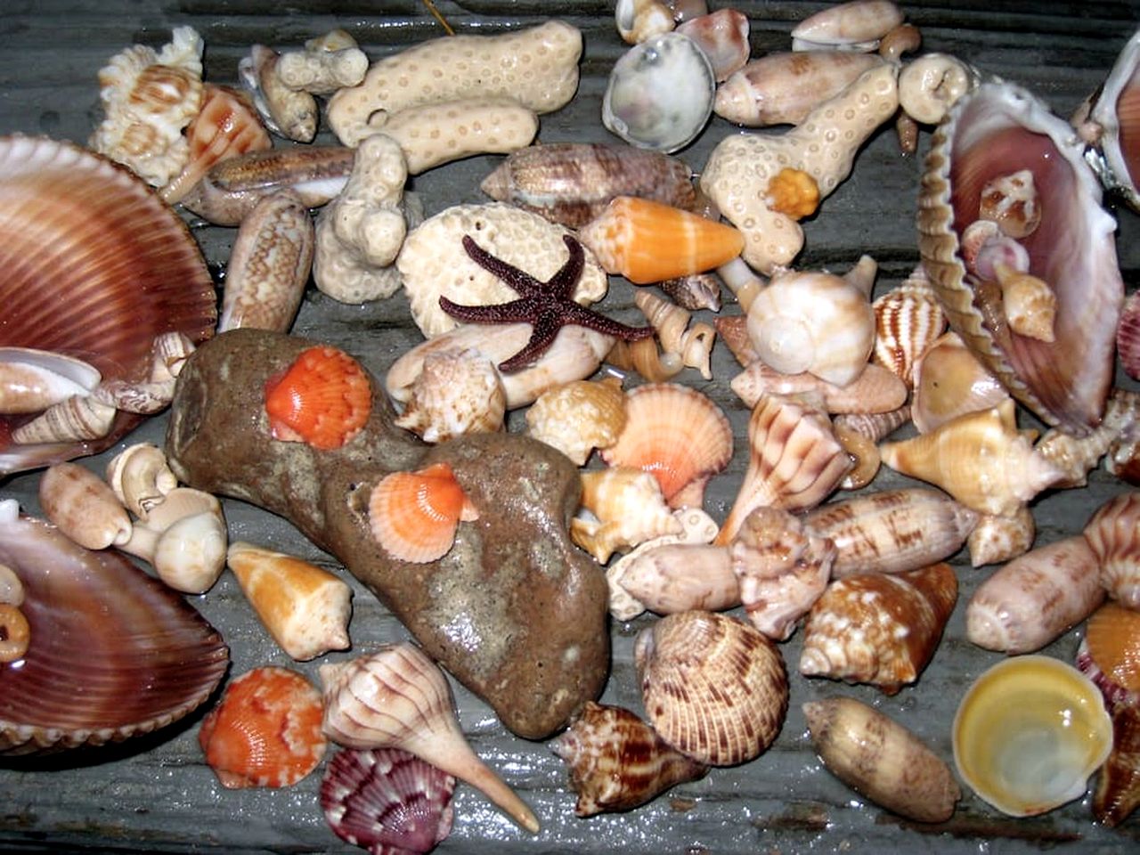 Secluded Beachfront Vacation Home with Private Boardwalk on Little Gasparilla Island near Boca Grande, Florida