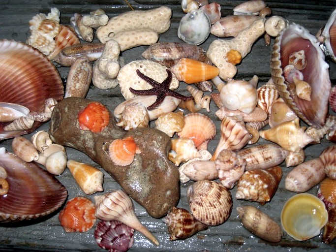 Vacation Rentals (United States of America, Placida, Florida)