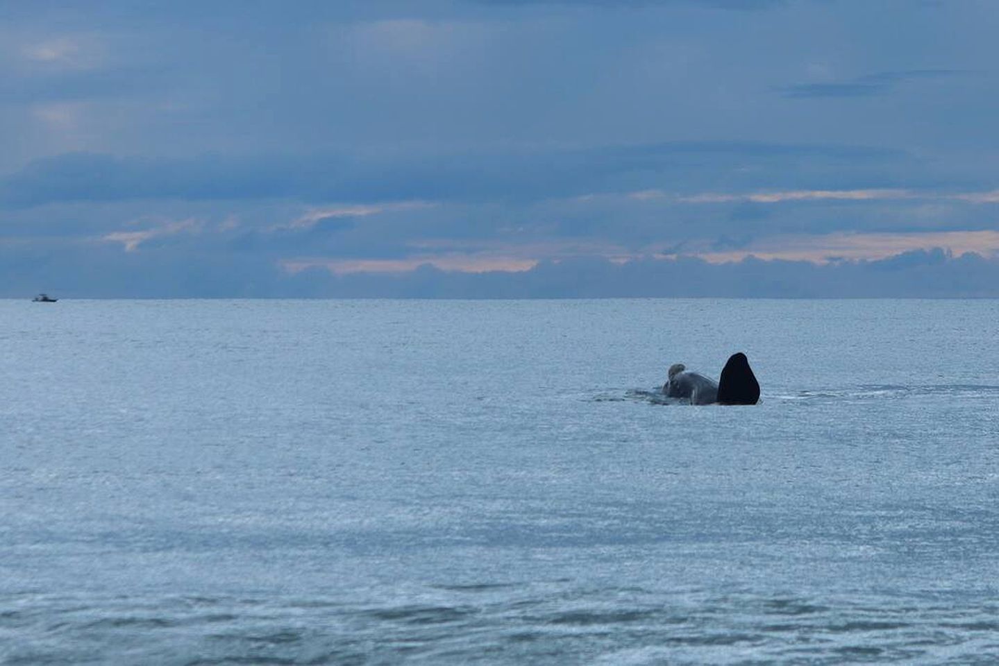 Stunning Beach House with Barbecue and Beach Access in Culburra Beach, New South Wales