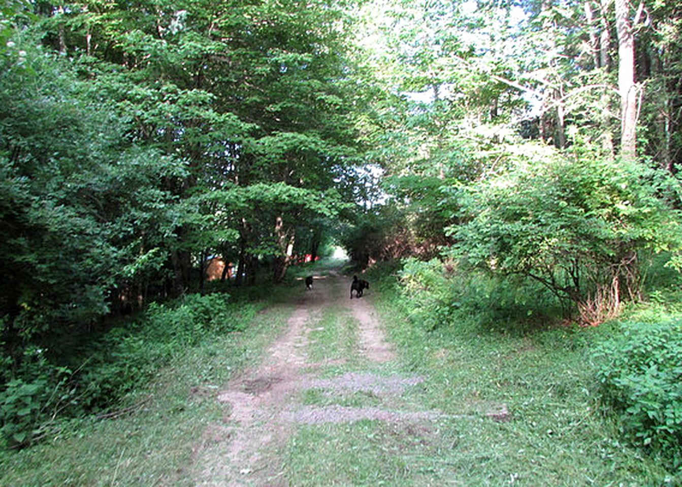 Peaceful Cabin Rental on a Farm near Jefferson Lake, New York