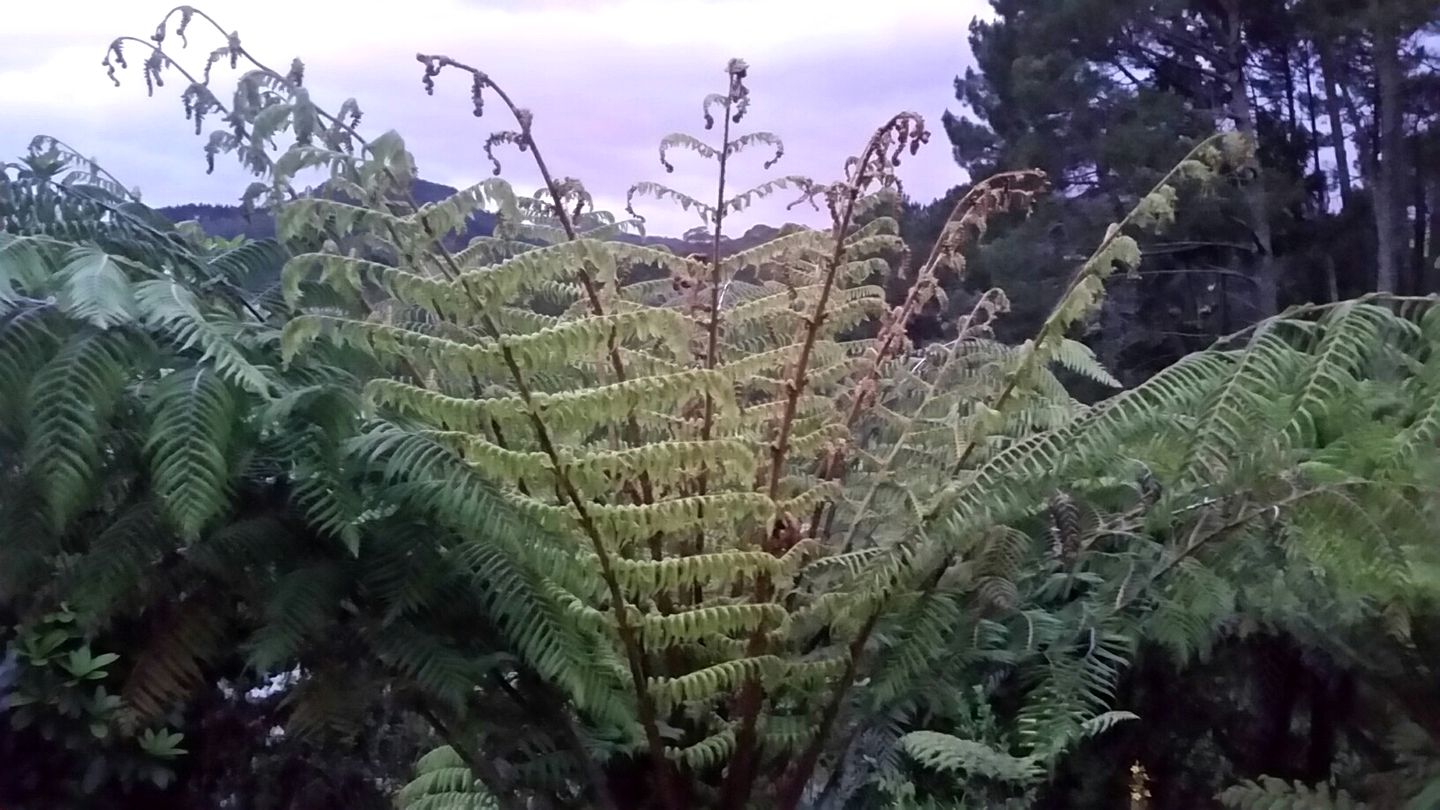 Peaceful Cottage for Two in Stunning Gardens near Cathedral Cove, North Island