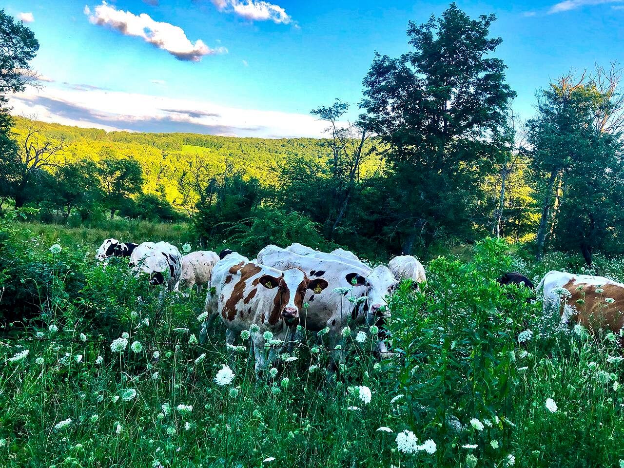 Peaceful Country Retreat with Private Trails, Sauna & Stargazing in Bloomville, New York