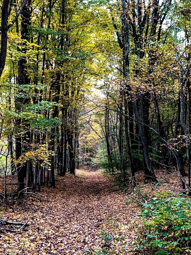 Vacation Rentals (United States of America, Bloomville, New York)