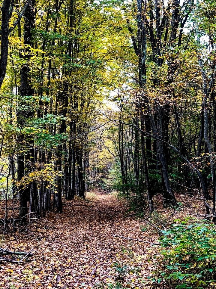 Peaceful Country Retreat with Private Trails, Sauna & Stargazing in Bloomville, New York