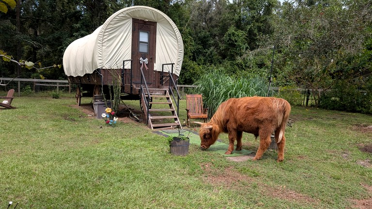 Soulful Glamping Experience with Highland Cows, Private Wagon & Nature in Melrose, Florida