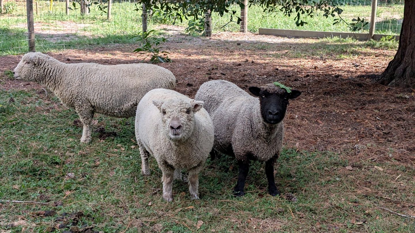 Soulful Glamping Experience with Highland Cows, Private Wagon & Nature in Melrose, Florida