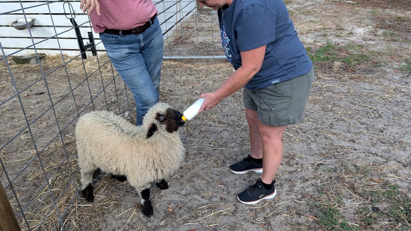 Soulful Glamping Experience with Highland Cows, Private Wagon & Nature in Melrose, Florida