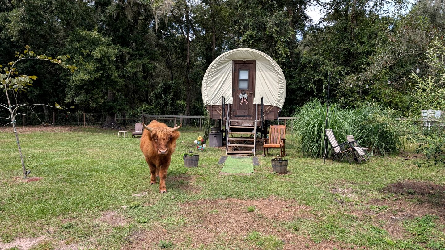 Soulful Glamping Experience with Highland Cows, Private Wagon & Nature in Melrose, Florida