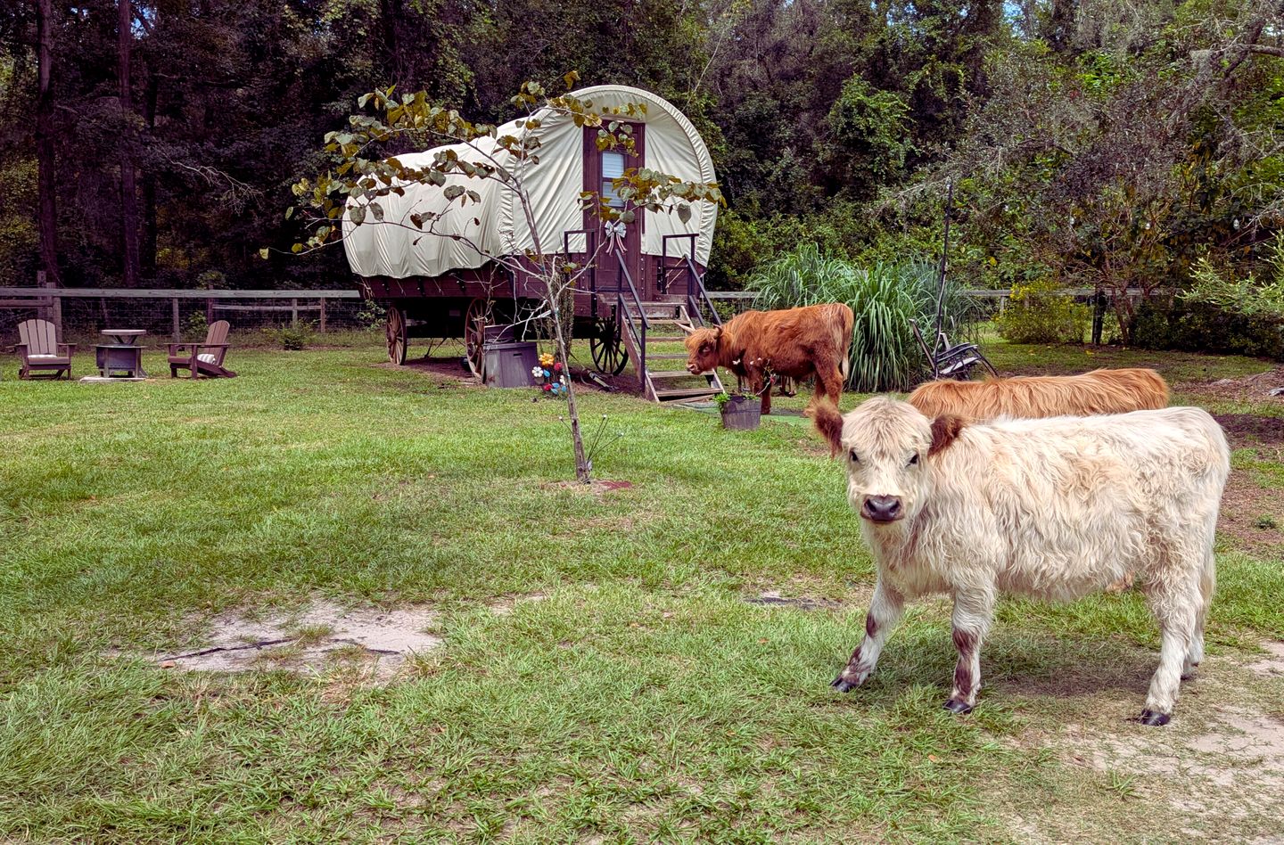 Soulful Glamping Experience with Highland Cows, Private Wagon & Nature in Melrose, Florida