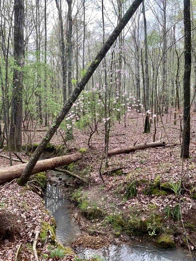 Vacation Rentals (United States of America, Eatonton, Georgia)