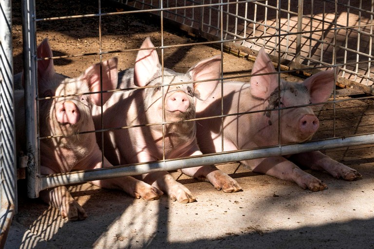 Tiny Houses (Australia, Toonpan, Queensland)