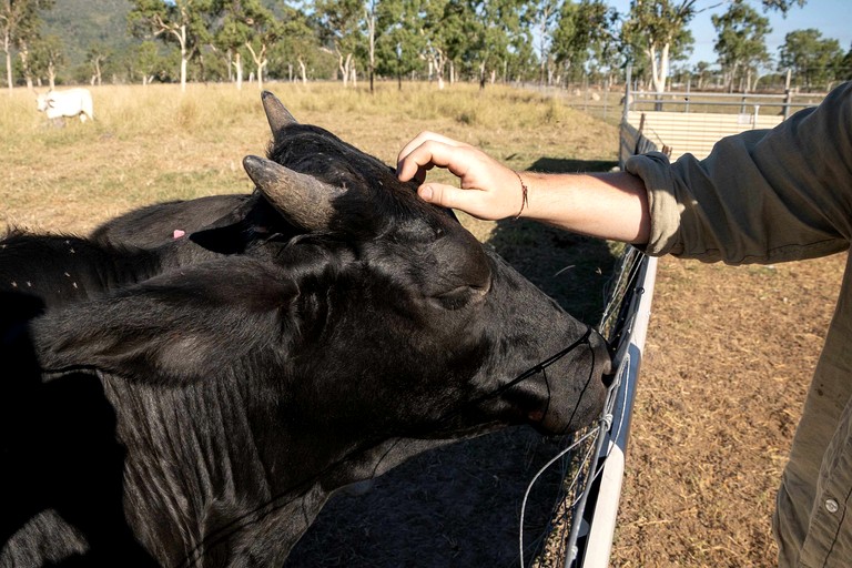 Tiny Houses (Australia, Toonpan, Queensland)