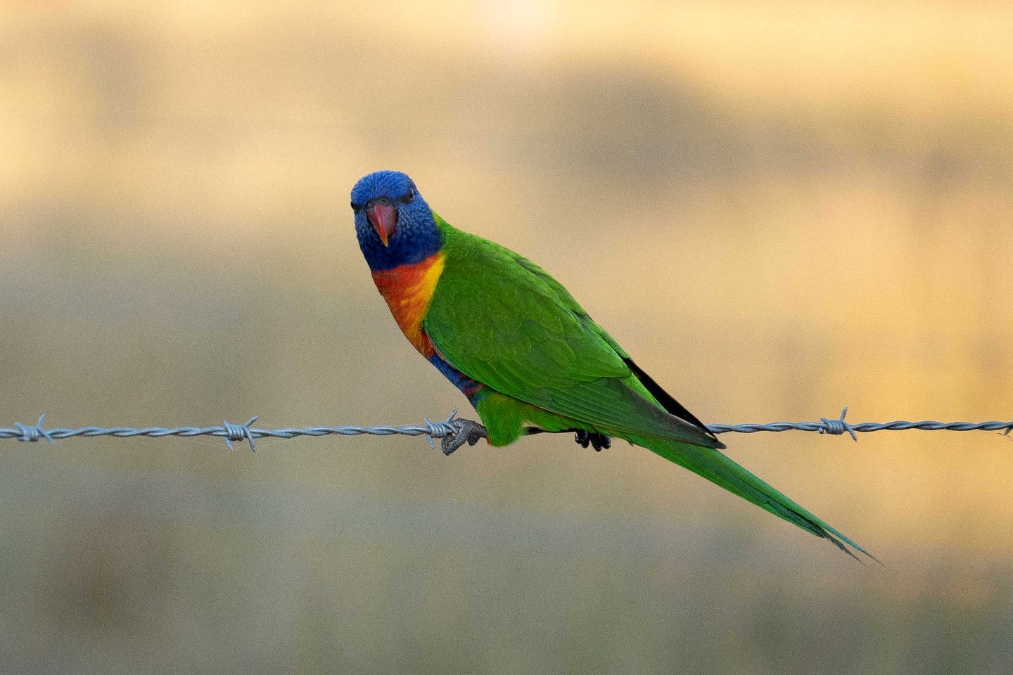 Peaceful Tiny House with Breathtaking Sunsets in Victoria