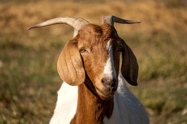 Tiny Houses (Australia, Toonpan, Queensland)
