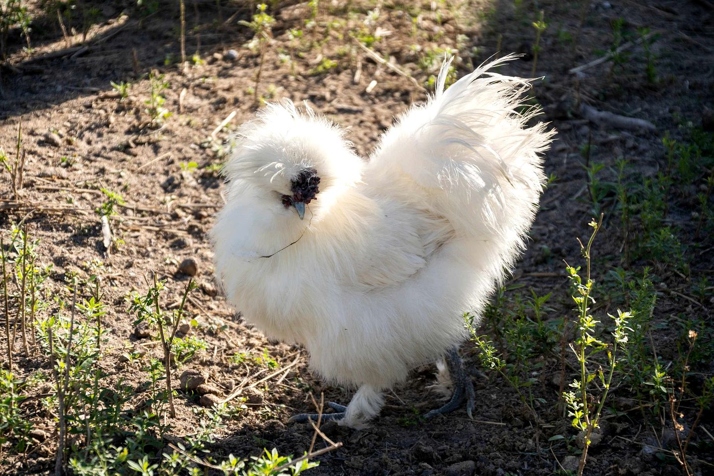 Peaceful Tiny House with Breathtaking Sunsets in Victoria