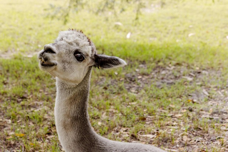 Tiny Houses (Australia, Ashby Heights, New South Wales)