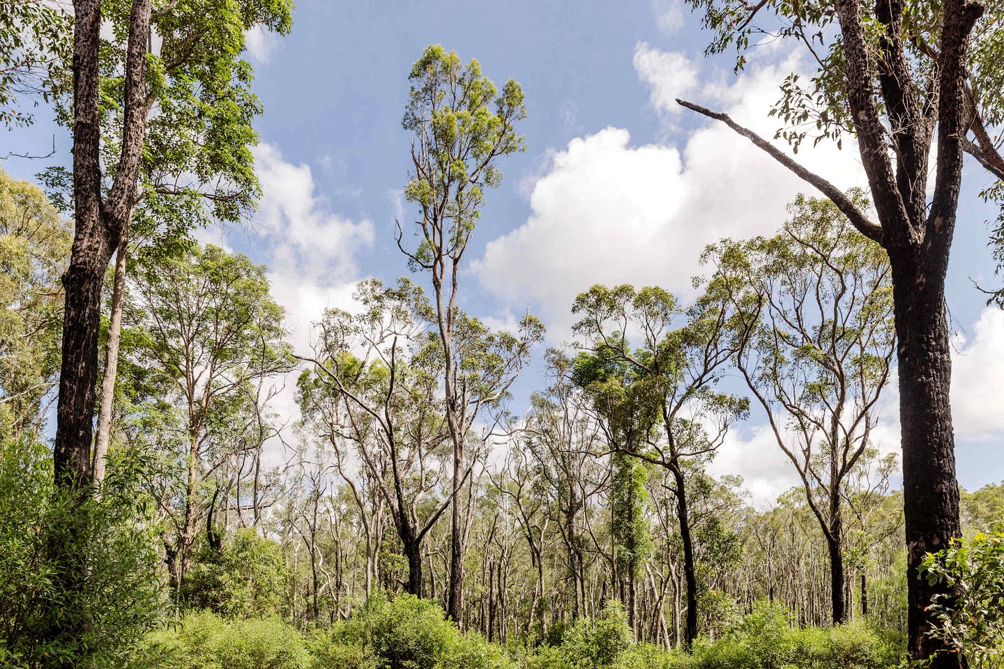 Peaceful Tiny House Incredible to Escape into Nature in New South Wales