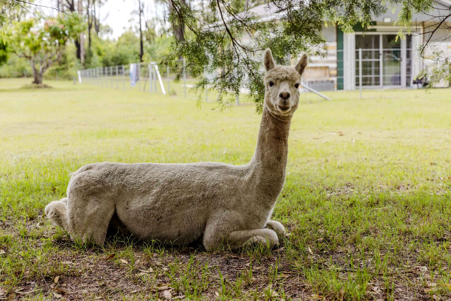 Peaceful Tiny House Incredible to Escape into Nature in New South Wales