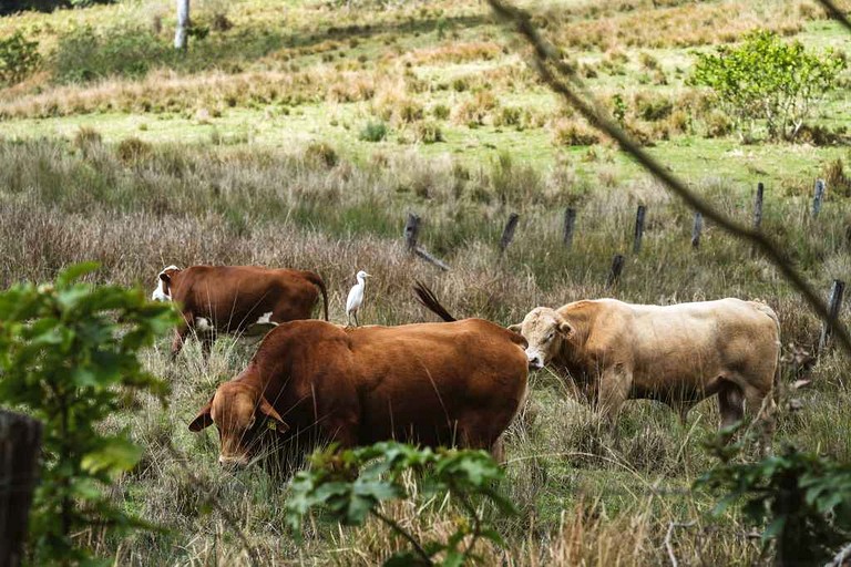Tiny Houses (Australia, Conondale, Queensland)