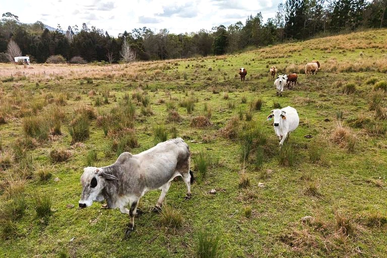 Tiny Houses (Australia, Conondale, Queensland)