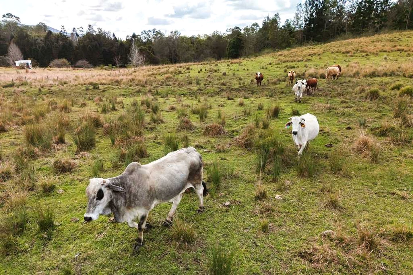 Peaceful Tiny House Retreat with Breathtaking Countryside Views in Queensland