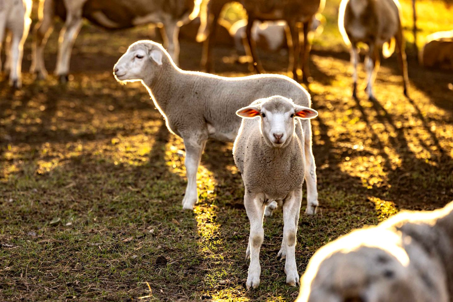 Peaceful Tiny House Stay with River Access near Airlie Beach, Whitsunday Region QLD