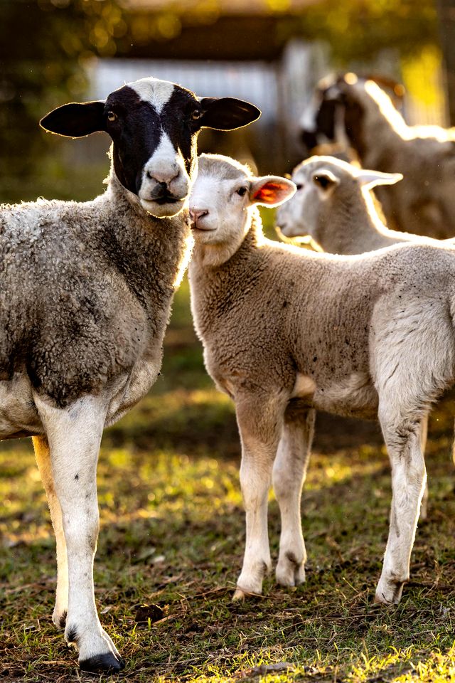 Peaceful Tiny House Stay with River Access near Airlie Beach, Whitsunday Region QLD